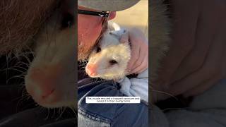 This couple rescued a trapped opossum and raised it in their loving home #animalshorts