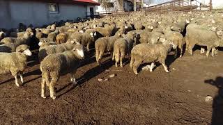 Ademoğlu çiftliği merinos koyunları 0542 5348814 Selçuk bilgin