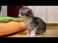 엄마냥 피해서 더 놀고싶은 생후 22일 새끼고양이들 22 day old very beautiful kittens born