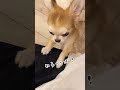 【ロングコートチワワ】1番にかまって欲しいティル！【子犬】