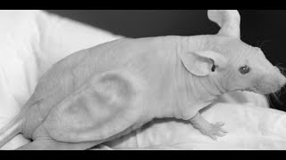 Tissue Engineering: Where are we today?