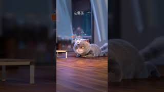 【斑布猫】不管你要做什么，我都陪着你 #爱情 #情感