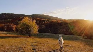 Инструкции за оцеляване на село