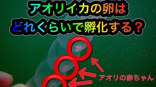 アオリイカの卵はどれくらいで孵化するの？水温、日照時間、エリア、、、これを知らずして春のアオリイカを語るべからず！！＃アオリイカ＃産卵＃親イカ