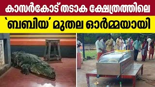 കാസർകോട് തടാക ക്ഷേത്രത്തിലെ 'ബബിയ' മുതല  ഓർമ്മയായി | Babiya | Crocodile | Kerala