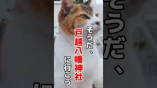 アイドル三毛猫みーちゃんが出迎えくれる戸越八幡神社を参拝した後、有名な戸越銀座商店街で食べ歩きは如何でしょうか！？ #アイドル #品川 #戸越銀座 #食べ歩き #Shorts