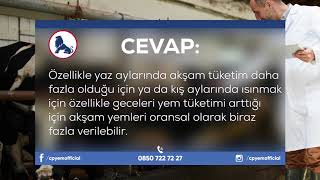 CP YEM - BESİ SIĞIRI YETİŞTİRİCİLİĞİ / SORU 1 - BESLENMENİN BİR ZAMANI YA DA MİKTARI VAR MIDIR ?