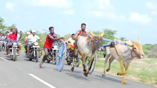 செங்கரை சின்ன மாடு செட் -2  மாட்டுவண்டி பந்தையம் 20/04/2022 amutham studio