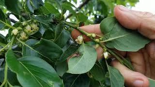 American Persimmons! The Importance of Having a Male Pollinator!!!