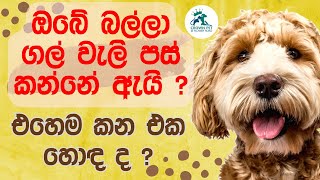 ඔබේ බල්ලා ගල් වැලි පස් කනවාද ? මේක බලන්න.