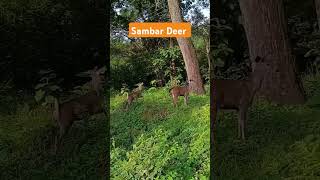 #jimcorbett #samber #tiger #tigercall #wildlife #sambardeer #corbett #animals