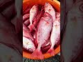 alibag fish market🐟 shorts youtubeshorts viral trending fishing agrikoli