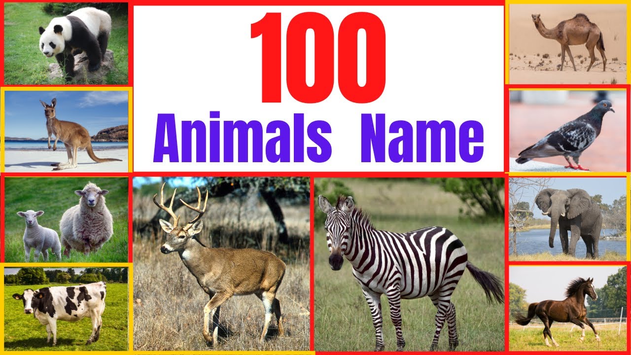 100 Animals Name | Animals Name In English | Animals Name | Names Of ...