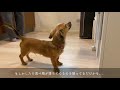 mix犬チワックス、飼いたいと思っている人に教えたい可愛いポイント8選