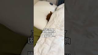 好想送它去上班…… 狗狗睡觉 柴犬 谁教它这么睡觉的 萌宠日常记录