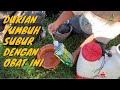 Cara Mencampur Obat MKP dan Boron Untuk Durian