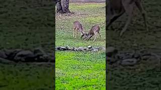 DOE BREAKS UP BUCK FIGHT WITH WARNING SOUND. TURN IT UP #buckdeer #funnyanimals #serenadawildlife