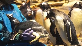 海響館 ジェンツーペンギンのお膝でゴハン-Gentoo penguin-