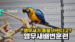 앵무새 배변훈련 시키기 ! 앵무새도 똥을 가릴 수 있다고? l 배변훈련 된 앵무새는 어떨까?