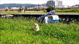 Prairie　dog　小梅の自由散歩（石川河川敷）2014年10月12日