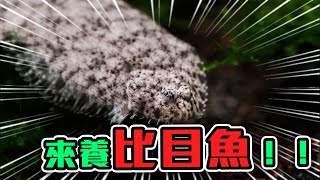 【從零開始養】像變色龍的變色魚，一年進口一次的特殊魚種！｜AC草影水族