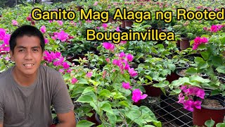 Ganito Mag Alaga ng Rooted Bougainvillea