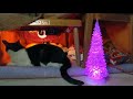 こたつ猫live配信　211225