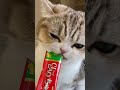 대답하는 고양이 talking cat