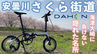 【自転車】DAHON K3で行くお花見ゆるぽたライド｜安曇川さくら街道｜海津大崎に負けない隠れた桜の名所｜ダホンK3｜滋賀県高島市安曇川町川島｜桜通り抜け・ドライブ・サイクリング