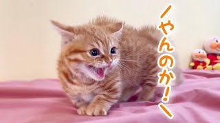 子猫のぽちゃくん、はじめてのリビングデビューで...！