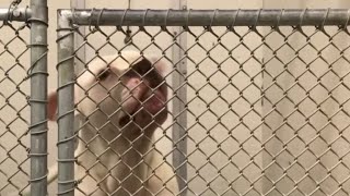 Without adoptions, RCACP may need to euthanize dogs
