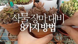 식물 장마 대비 8가지 방법(다육이,관엽,채소) succulents/多肉植物/たにくしょくぶつ 270화 #해맑은TV