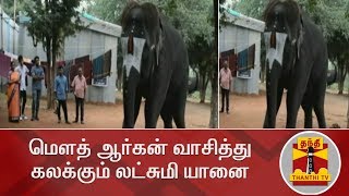 மௌத் ஆர்கன் வாசித்து கலக்கும் லட்சுமி யானை | Mettupalayam | Thekampatti