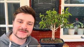 Bonsai Pruning: Back Budding \u0026 Ramification Techniques for a Ficus Benjamina! - 2025