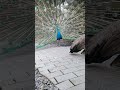 今日の孔雀20230619⑦（peacock・मोर） shorts