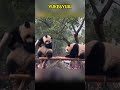 爱姐看到哥哥来就咬手手了 #pandacub #cute #giantpanda #funny #pandachina #animals #cutepanda #pets #パンダちゃん #パンダ