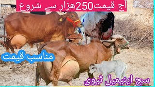 03466152628| Pakistan ki top gay | sahiwal jersey crossbreed| cholistani cow