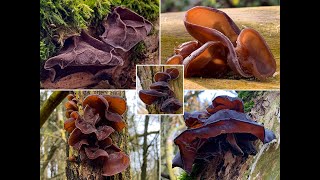 Winterpilze 2021 | Rückblick auf unsere Funde des Judasohrs, Auricularia auricula-judae