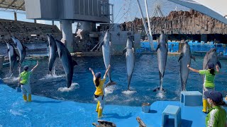 2021/08/04 イルカパフォーマンスinシャチプール【14:30の回】@名古屋港水族館