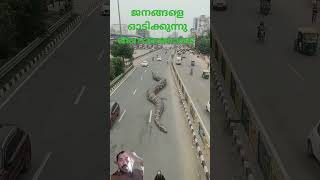 അനാർകോഡ് ഉപദ്രവം🙄# snake# Anaconda# YouTube short 🐍