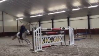 Super C - Pony  Jump 153, he is for Sale