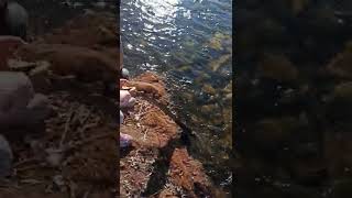 Aadya Playing in river