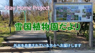 雪国植物園だより 2021/04/16