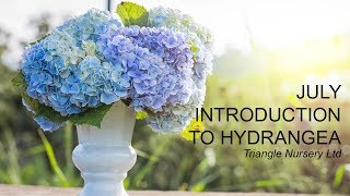 Introduction to Hydrangea- Wholesale Flowers UK and Academy ( Triangle Nursery)