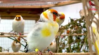 Goldfinches, Major, Carduelis | Bird Sounds and Bird Song - jilguero | @Daoud Kasouh