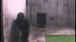 Ivan the gorilla lived alone in a shopping mall for over 20 years (The Urban Gorilla)