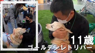 犬祭りで大人気YouTuberとの共演が嬉しかったゴールデンレトリバーのはっち