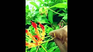 flame lily/glori lily/অগ্নিশিখা #shortsvideo