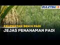 KELEWATAN BENIH PADI | Proses Penilaian Jadi Punca Benih Padi Lewat Dihantar