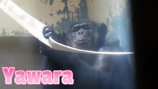 引っ越し９日後の様子、ヤワラに幸あれ（9 days after moving, good luck to Yawara）　八木山動物公園　チンパンジー　202306